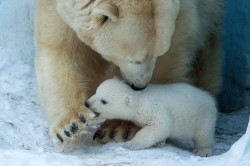 Nationalpostphotos:  Polar Bear Cub And Mom: Polar Bear Gerda With Her Cub In The