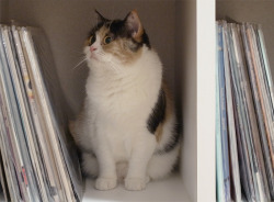 anelementofsurprise: absolute-twaddle:  lord-kitschener:   lifeis4chumps:  no why   help her   Look at this cutie @cathawayinspace and @anelementofsurprise  Tmw a cat’s so aesthetically perfect you use her as a bookend 😂 Thanks for sharing the cuteness