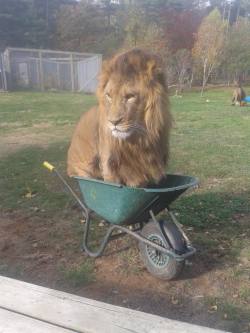 evengalion:  i cannot believe “if it fits, i sits” transcends boundaries in this way 
