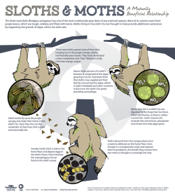 pbsnature:  Sloth and moths: a mutually beneficial