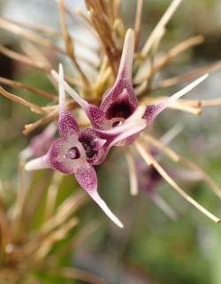 orchid-a-day: Pleurothallis scoparum Syn.: Colombiana scoparum November 5, 2018 