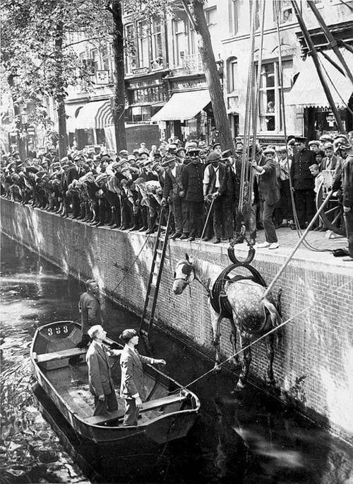 Rescuing a horse that fell in the canal, Amsterdam, 1929. Nudes &amp; Noises  