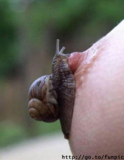 I&rsquo;d never thought of this, but what a delightful way to torment a pet.  Several snails, placed all over her body, with movement restrictions so she can not remove the snails or touch herself.  After a cursory search, it seems that almost all snails