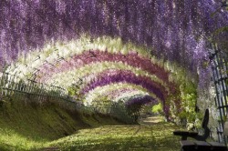 odditiesoflife:  Moving Through Color These breathtaking tree tunnels are famous in their respective countries, standing as a testament to time and beauty: Wisteria Tunnel, Tochigi, Japan - Ashikaga Flower Park in Tochigi is one of the best places to
