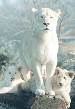 bio-diversity:  White Lion mum and cubs By Teri Borton 