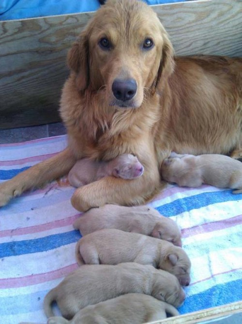  freshiejuice: i like that all the mama’s expressions are like “I DID IT! I MADE THESE FUZZY BURRITOS” 