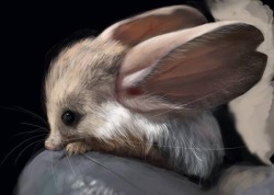 awwww-cute:  A long eared Jerboa 