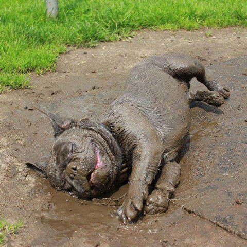 Porn Pics thecutestofthecute:  Mud   Pup = True happiness.