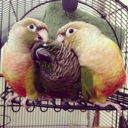 horatioandalice:  Too much conure fluff I