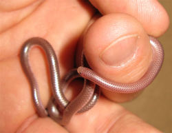 careful-with-that-ass-eugene:  I’m so excited because I found out today that this little guy exists He’s a Western Blind Snake and he looks like a very shiny earthworm 