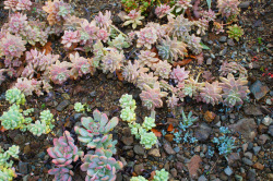 flora-file:color palette (by flora-file)