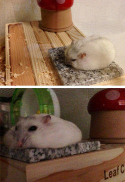 sirderpington:  awwww-cute:  Hamster cooling down in summer  Smoooosh (•x•) 