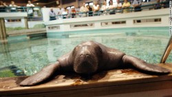 zimothyfoo:  doesntafraid:  shojo:  marilynshamu:  foundinthesea:  so the oldest manatee in human care is named Snooty and he’s in his mid 60’s and lives in some museum in southern florida but apparently he heaves his head and flippers out of his