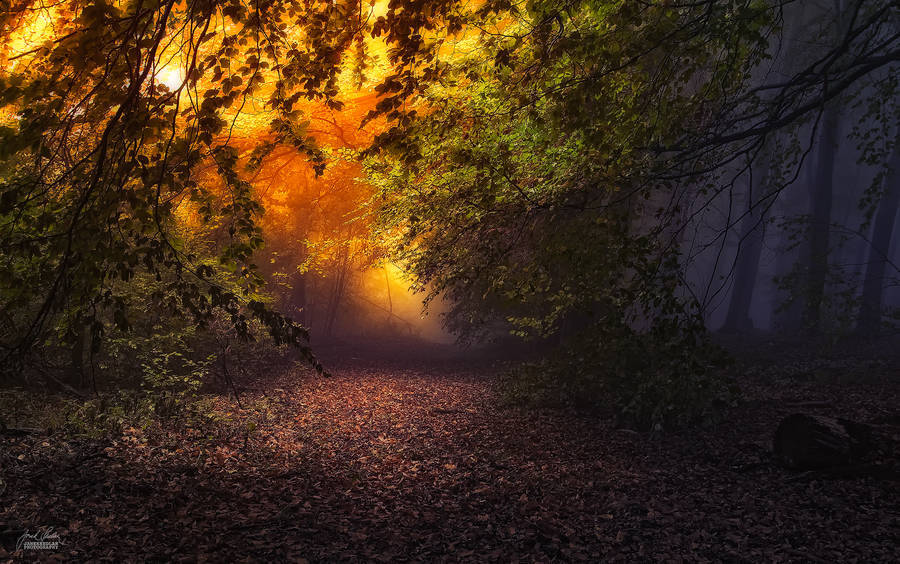 landscape-photo-graphy:  Enchanting Forests Photography Illuminate Autumn’s Beauty