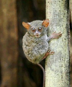 biomorphosis:  Tarsier is one of the smallest primate in the world. It thrives mostly in secondary dense forests with a diet of insects. This nocturnal creature has the unique ability of being able to turn its head 180 degrees as well as to jump backward
