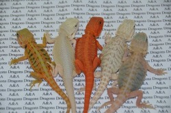 wholegirl:these lizards could all be named after salad dressings…honey mustard//ranch//buffalo//caesar// blue cheese