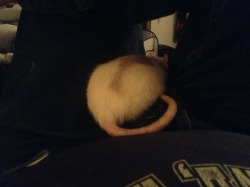 Help, I can&rsquo;t get up.  There&rsquo;s a rat in my lap.