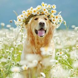 cutestgoldenretrievers: Check out lots more of the cutest Golden Retriever pics at http://ift.tt/2lXPqtx ! Subscribe and save on grain-free dog food, delivered to your door by Amazon! http://amzn.to/2ri4Z1R