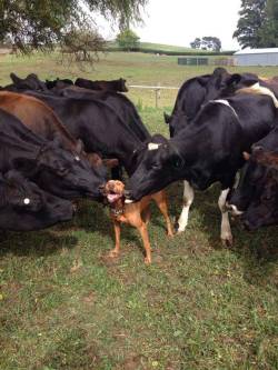 cute-overload:  Dogs love cows sometimeshttp://cute-overload.tumblr.com source: http://imgur.com/r/aww/XWXHpHA