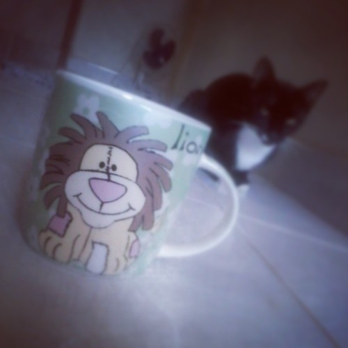 Gosto muiito de vocêee, LEÃAOZINHO *–* (8’  #googmorning #happyday #lion #coffe #cat #sleep #cup #likeforlike #instacute #instagood