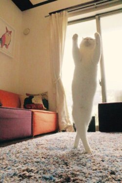 774rider:  (【速報】うちの猫がバレエを踊り始めた | netgeekから)  