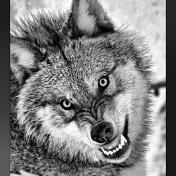 A little early for #wolfwednesday but I&rsquo;m really not feeling Monday right now. Snarl alllll day. #wolf #wolves #monday #suckmydick #snarl #fuckwithme
