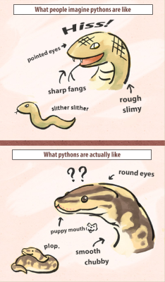 the-black-backed-gull: argentosgoblin:  fannywinkle:  “plop.”  too good not to reblog  PYTHONS ARE CUTE AND AMAZING OKAY I HAVE HELD ONE BEFORE I KNOW THIS 