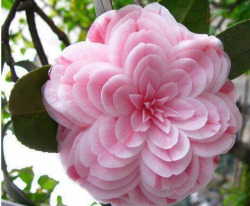 Floralfloralfloral:  Love Nature’s Symmetry - Camellia Japonica (The Japanese Camellia)