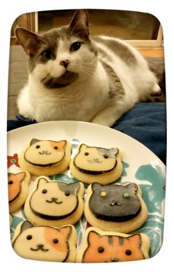 thetacobelljar:  wizardinremission:  prettycakemachine:  Eggs Benedict was a very good model for my Neko Atsume cookies.  !!!!  Are you telling me that cats name is Eggs Benedict 