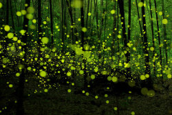 Sobaniitezutto:stories-Yet-To-Be-Written:long Exposure Photos Of Fireflies In Japanby