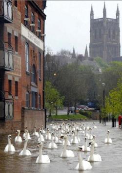 Swans float down the street in flooded Worcester, UK