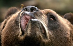 allcreatures:   Photographer Terry Cervi from Buffalo, New York took this photo of a Kodiak bear trying to chomp a bee in the bear den at Buffalo Zoo  Picture: Terry Cervi/Caters News (via Pictures of the day: 12 December 2013 - Telegraph)