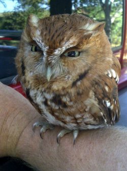 dederants:  afrig:  toweringstark:  justamus:  cute-overload:  My Uncle forgot to roll up the window to his truck, and we found this little guy inside.  He hates you. He hates everything. But especially you.  that owl is almost entirely head. Head and