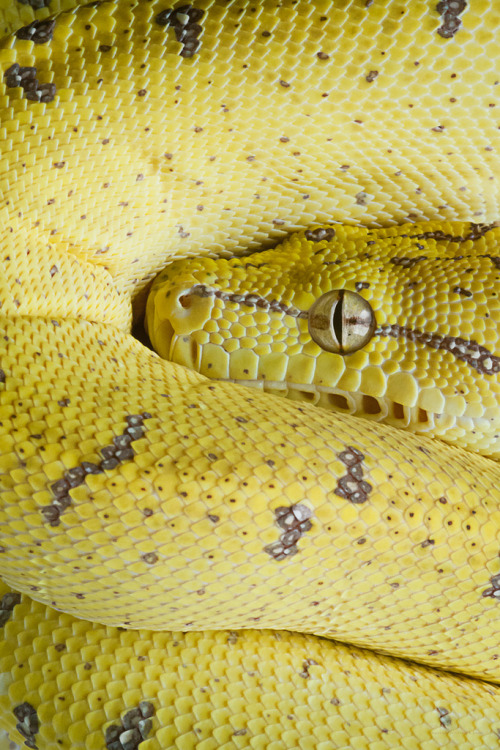 musts:  by © Craig Leach Green Tree Python adult photos