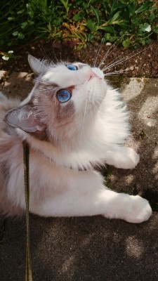 awwdorables:  felixphoenixx:  There is lots of birds to look at here   WHY IS THE SKY IN THIS CATS EYEBALLS?   this is the kind of cat i have 😸
