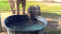cutestuffdotco:  A Baby Elephant Blowing