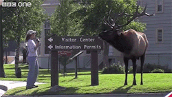sizvideos:  Showdown In Elk Town - Video 