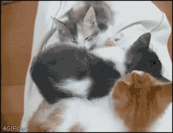 praisebetohelix:  chyphens:  gifboss:  Comfortable  kittens why  Kitten in a blanket made of other kittens. 