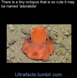 ultrafacts:  Some say she looks like a ghost from the Pac-Man video game, but she’s anything but spooky.In fact, the fist-sized pink octopus is so cute scientists may call her “Opisthoteuthis Adorabilis.”Researchers in the US state of California