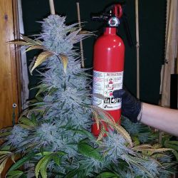 dank-purps:  Fire extinguisher for reference 😂🔥⛽️ massive White Widow cola by @thewoodworker1 👌💯 http://ift.tt/2cq0Y5Y