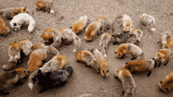 sara-meow:  expeliamuswolfjackson:  red foxes at the zao fox village in japan   Can someone please take me here dammit ToT 