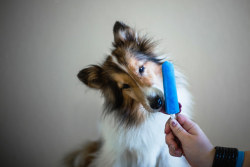 tempurafriedhappiness:  Here are some dogs enjoying Popsicles.  