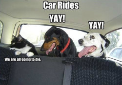 srsfunny:  Pets And Car Rides 