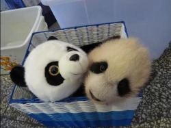 Two teddies in a basket  (Giant Panda cub)