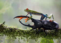 wonderous-world:  The red-eyed tree frog