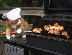 catsbeaversandducks:  Real Men Love Cats Real men teach their cats how to cook on a grill. Real men cook breakfast with their cat. Real men teach their cats about automotive repair. Real men take naps with cats. Real men give their cats shirts to wear.