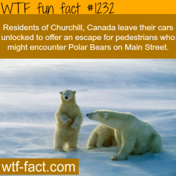 wtf-fun-facts:  residents of Churchill, Canada