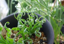 the-authentix-life:  mister-wunderkammer:  Albuca is a genus of plants originally from southern and western Africa. Many species produce flowers which release a sweet scent at night, but some are grown for their peculiar spiralling leaves.  Cool 