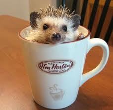 Random cute hedgehog #2.