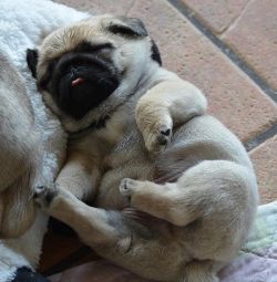 lxfill:  are pugs even real 
